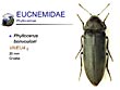 Phyllocerus bonvouloiri